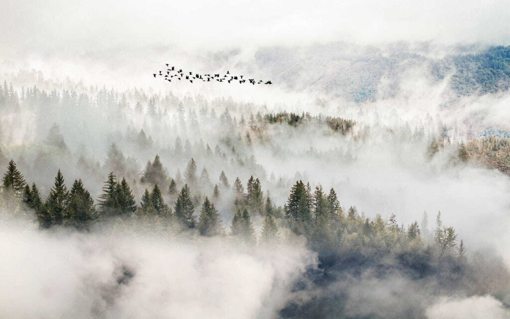 Flight Above the Pines — full design