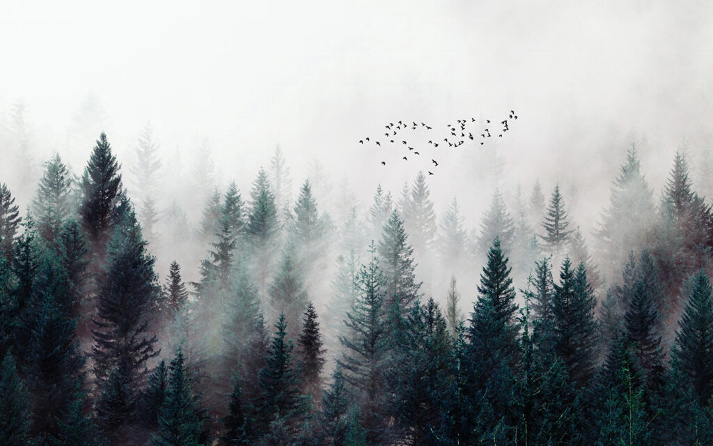 Forest Flight — full design