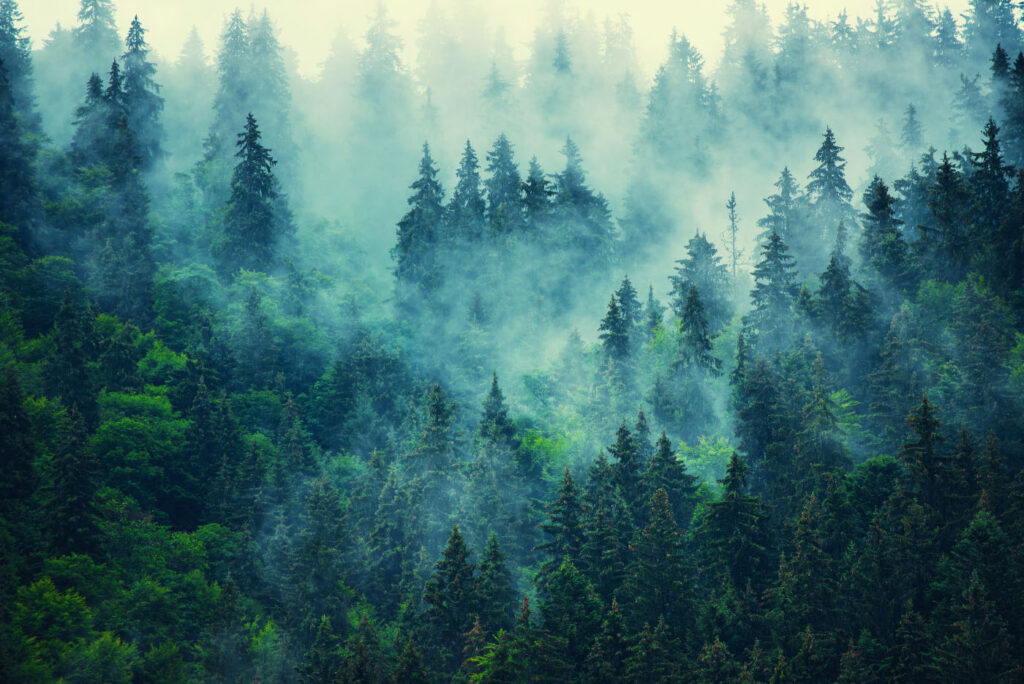 Pine Mist — full design