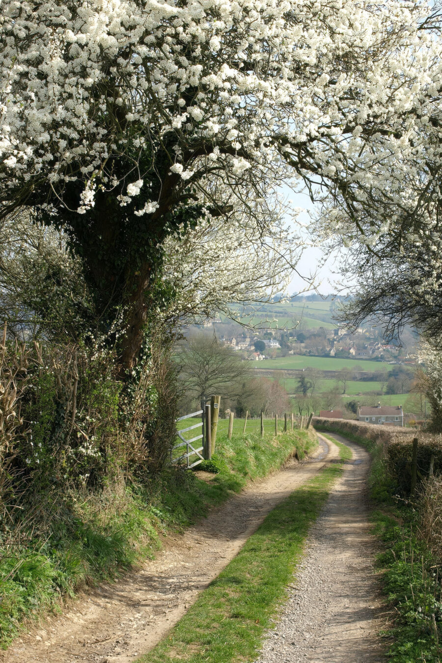 Blossom Lane — full design