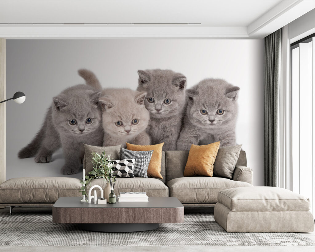 Kitten Company — interior 2