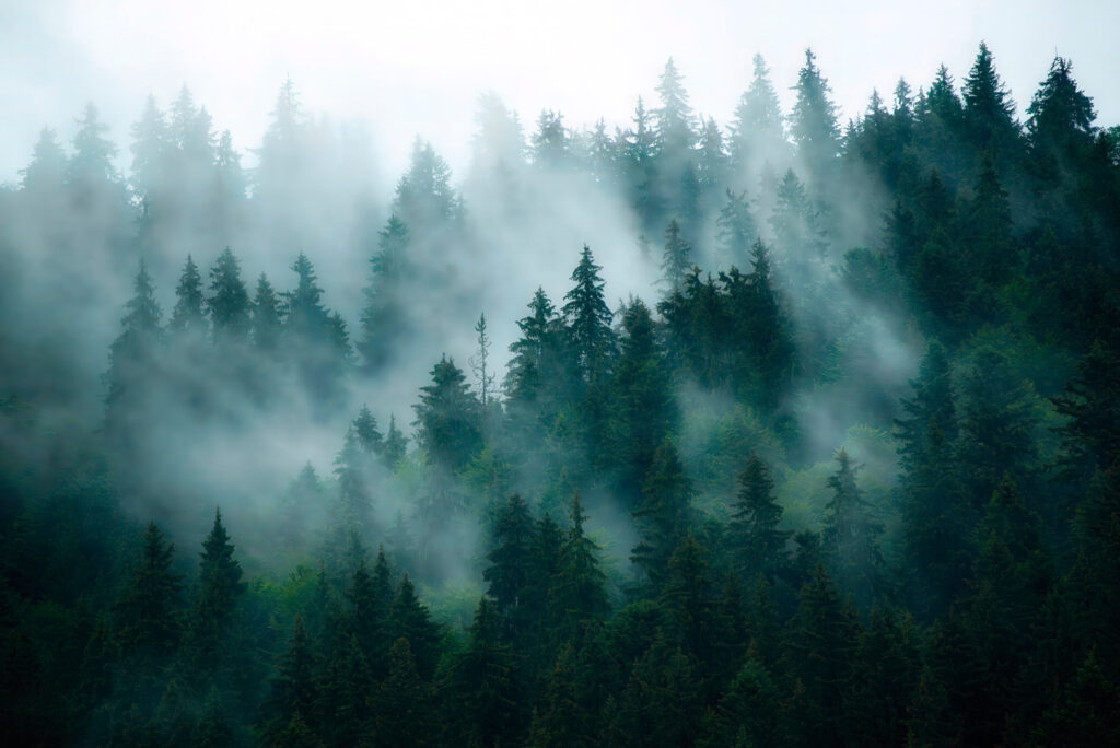 Forest in the Clouds — full design