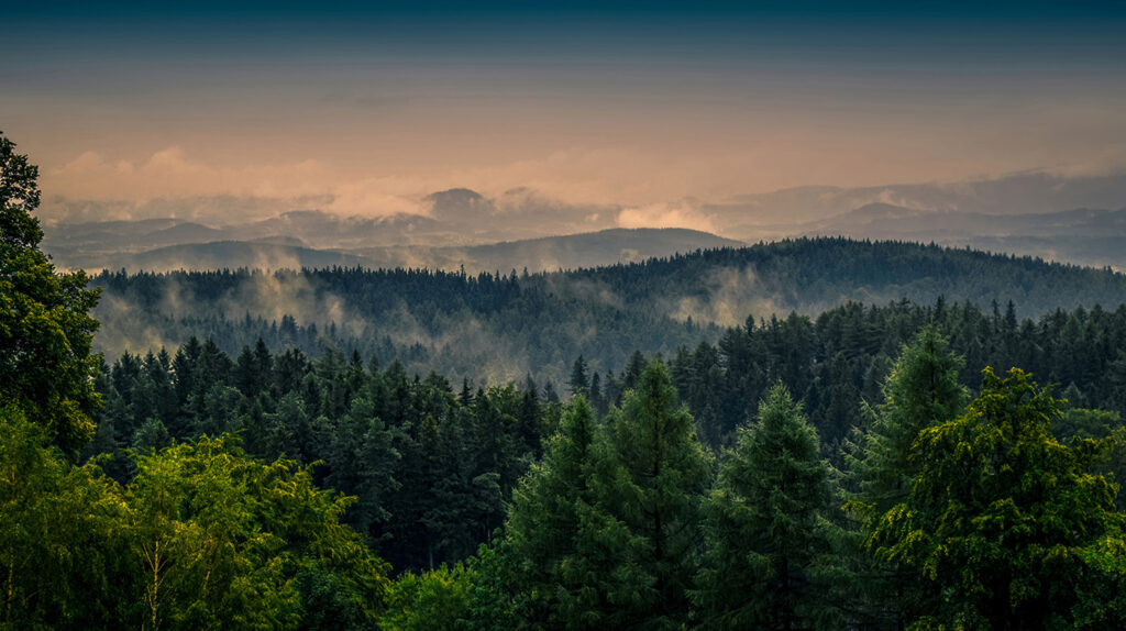 Forest Before Sunrise — full design