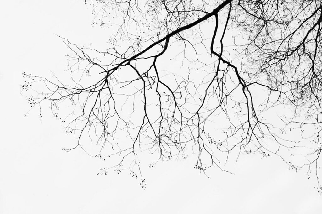 Bare Branches — full design