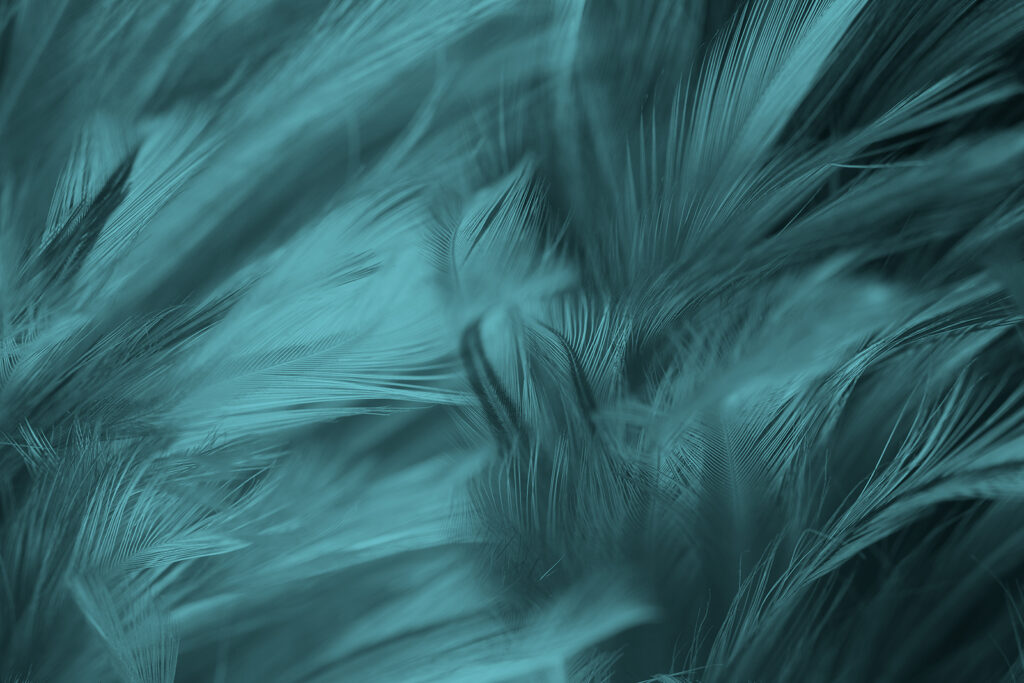Feather Current — full design