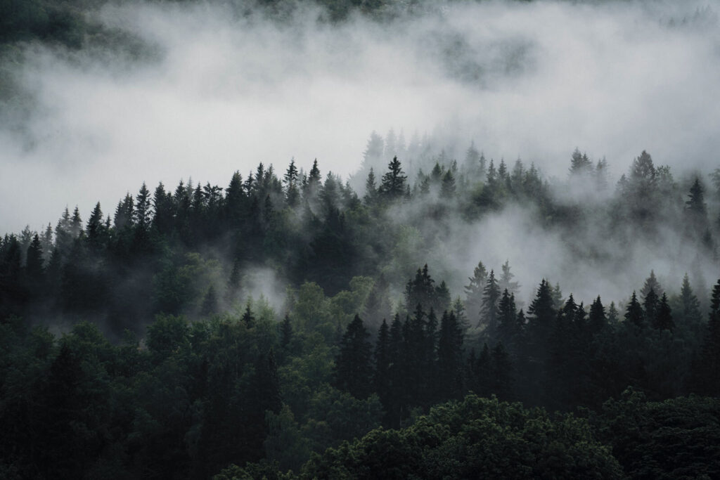 Forest Cloud — full design