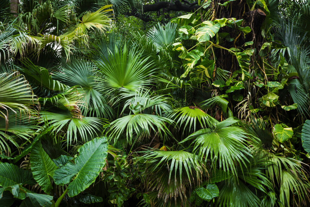 Jungle Green — full design