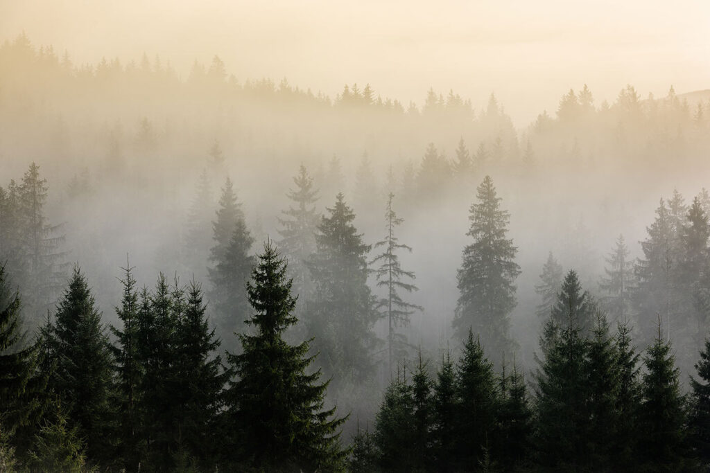 Forest at Dawn — full design