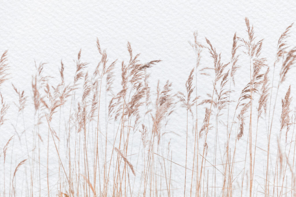 Reeds in the Breeze — full design