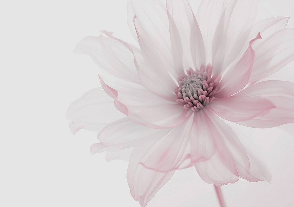 Single Petal Story — full design